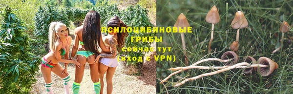 гашик Вяземский